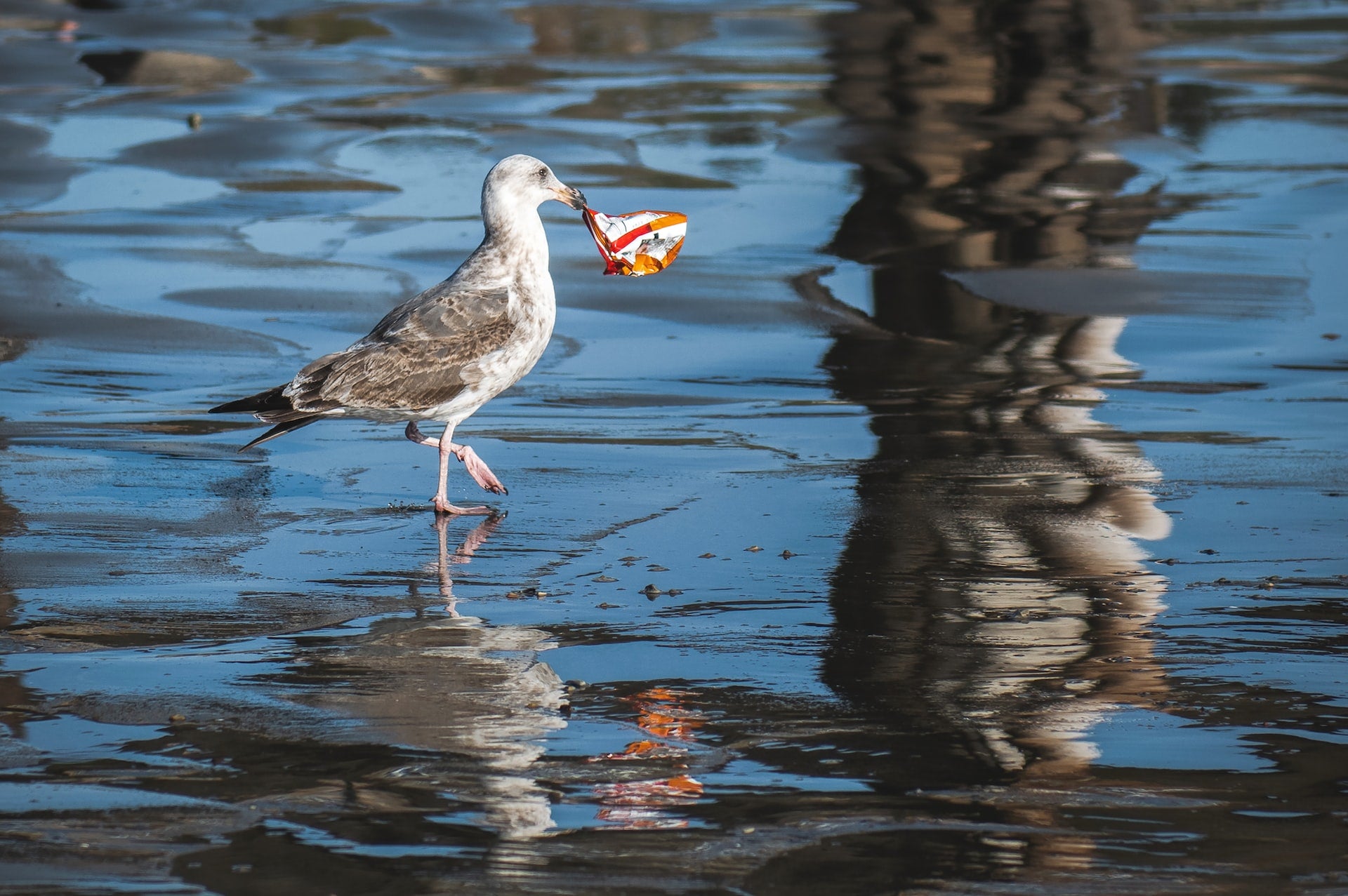 This Is How Plastic Packaging is Harming the Environment (And You!)