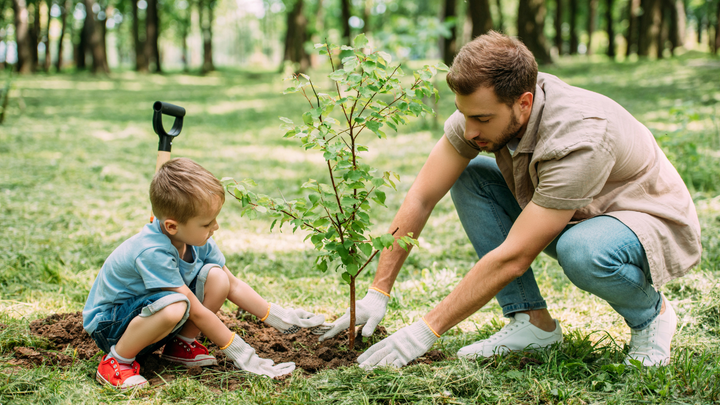 Why Plant a Tree?