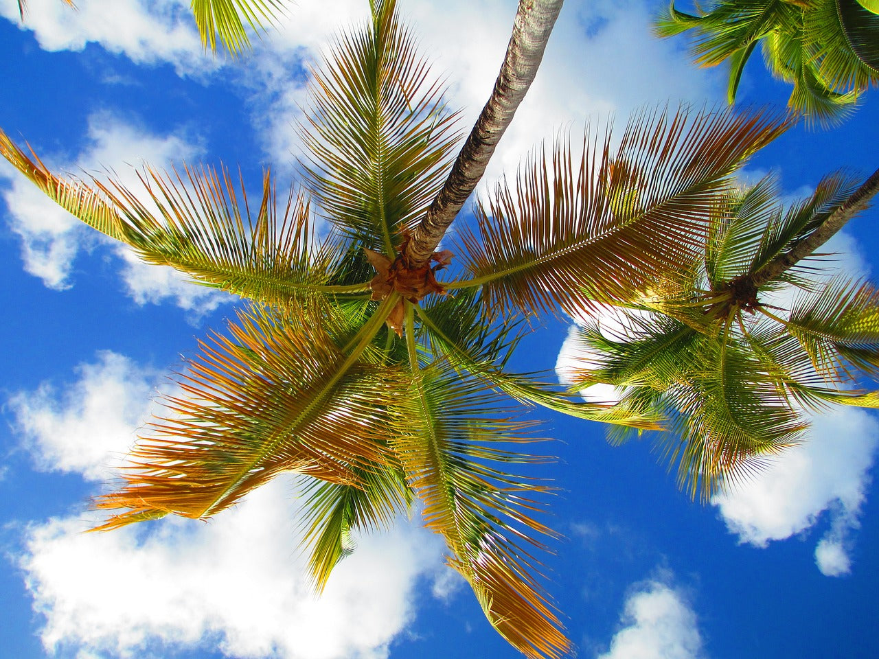 Nature’s VCO: Oily Facts and Wonders