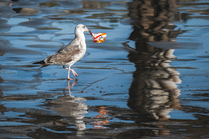 This Is How Plastic Packaging is Harming the Environment (And You!)